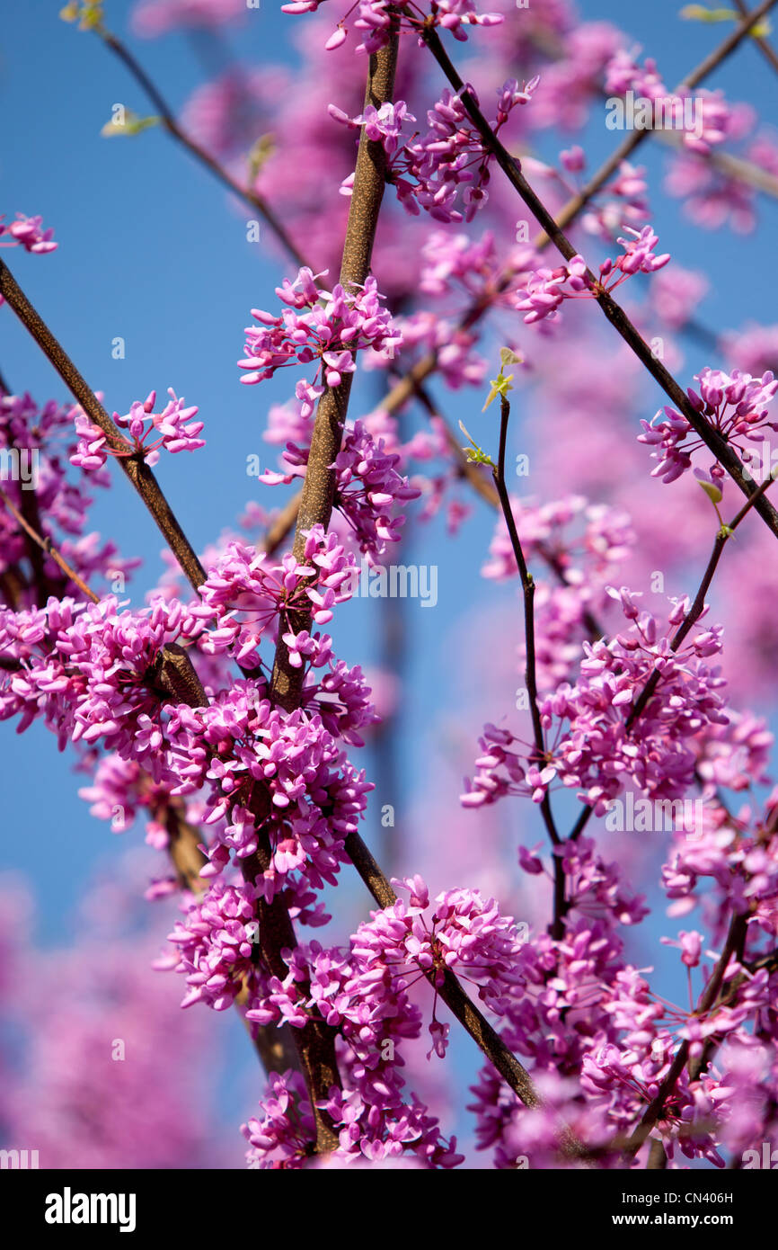Springtime blossoms on a Redbud Tree in Nashville, Tennessee USA Stock Photo