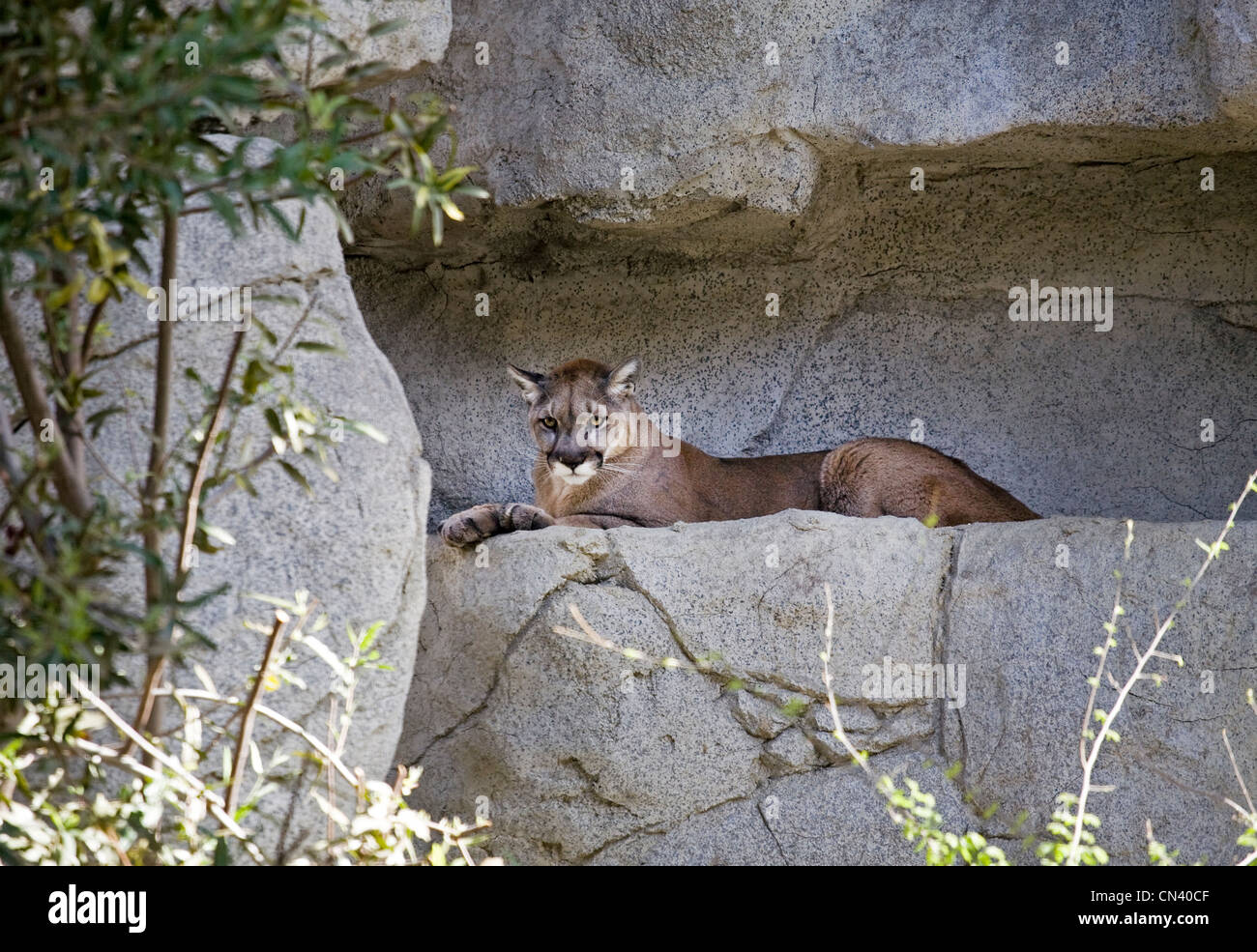 A young mountain lion sleeps in its rocky den at the Living Desert Zoo, Palm Springs, California. Stock Photo