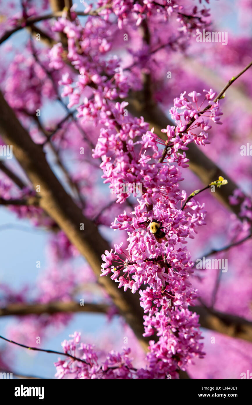 Happy Bumble Bee collects pollen from a Redbud tree in Spring. Stock Photo