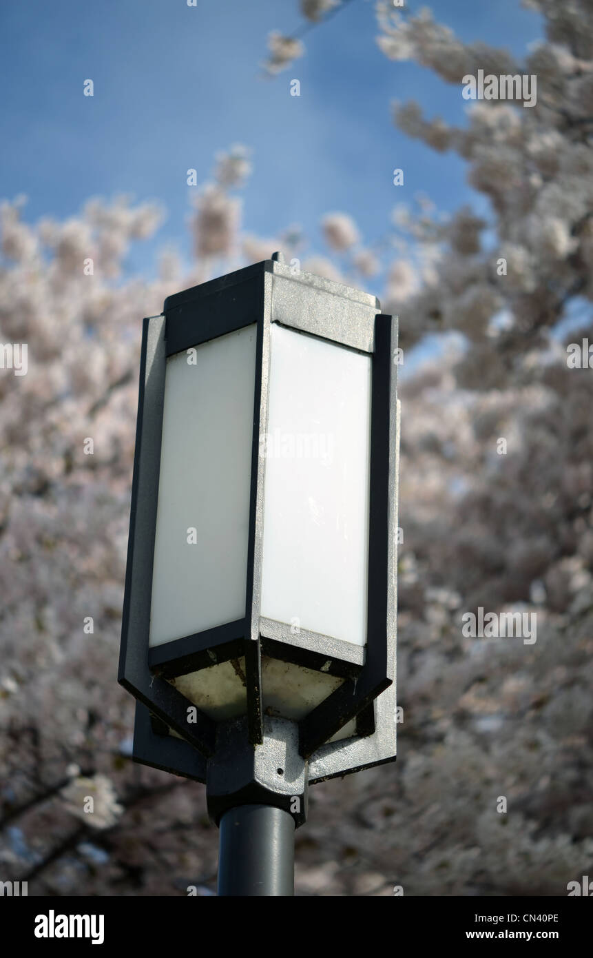 light in front of blooming cherry blossoms Stock Photo