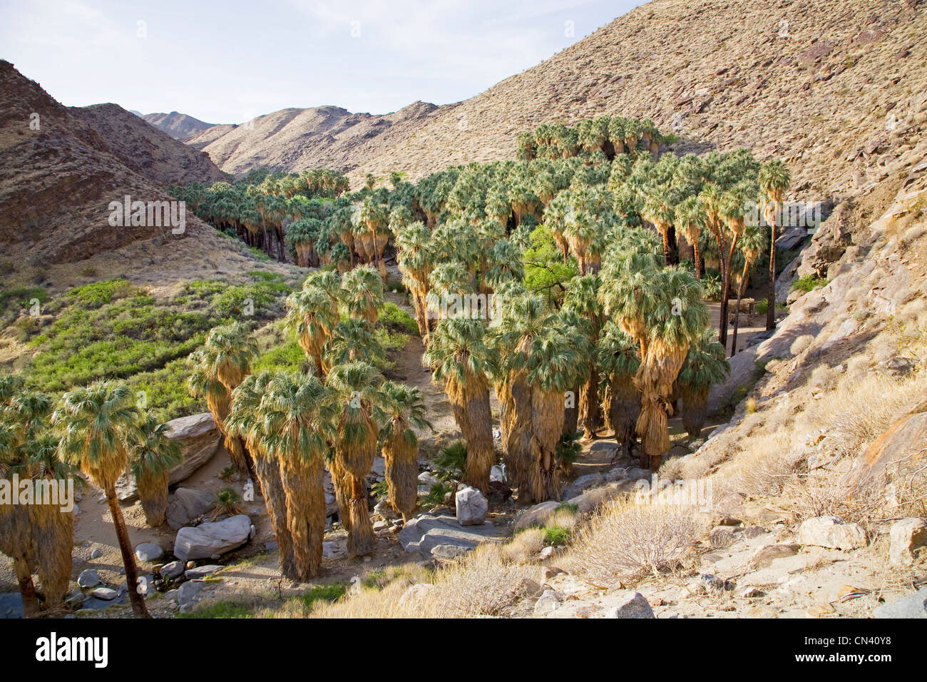 Palm Canyon, a part of the Indian Canyons, owned by the Agua Caliente Indians, in Palm Springs, California Stock Photo