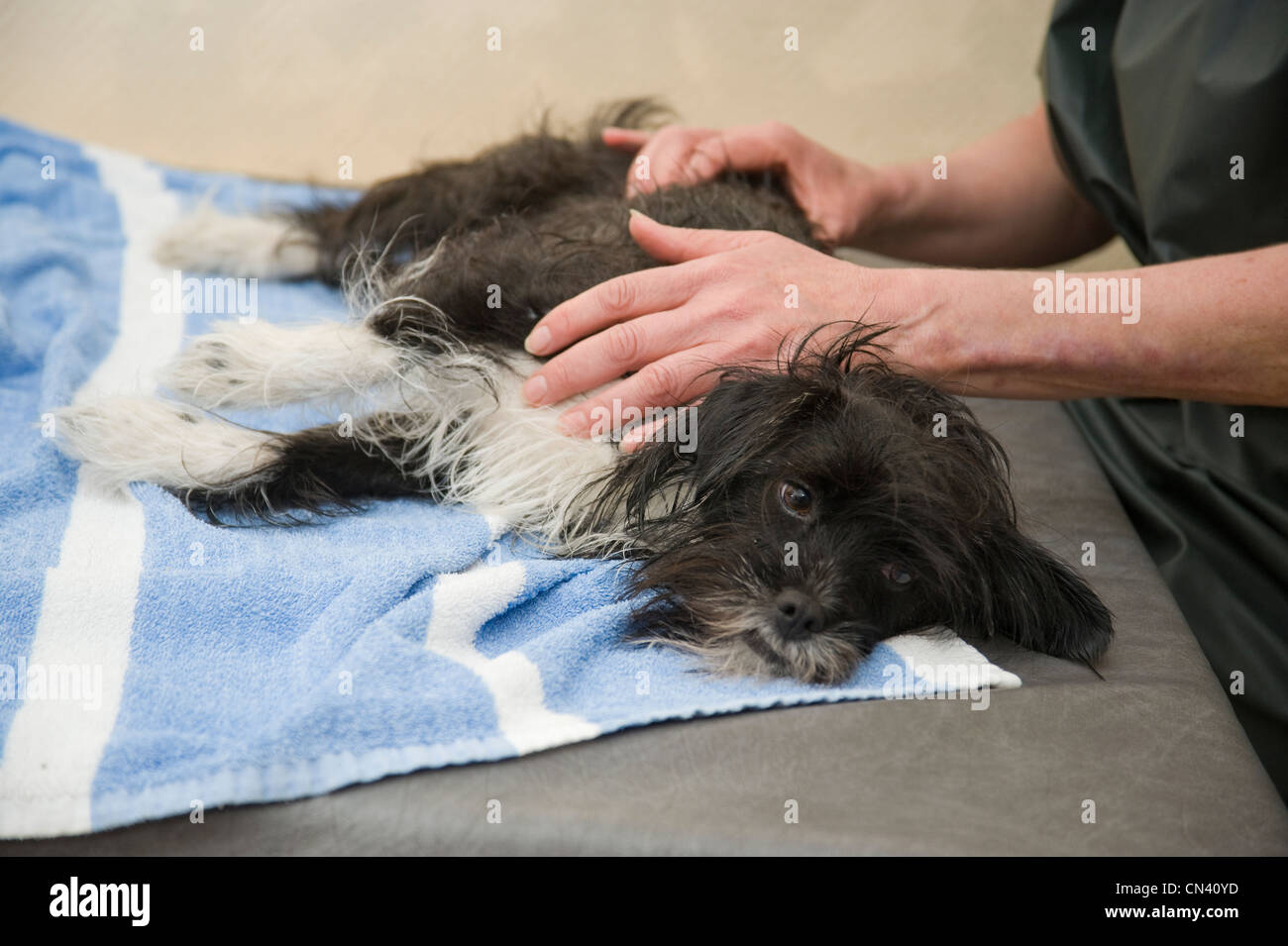 Dog being massaged after swimming Stock Photo Alamy