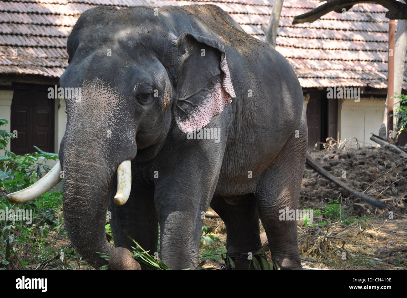 Indian tusker hi-res stock photography and images - Alamy