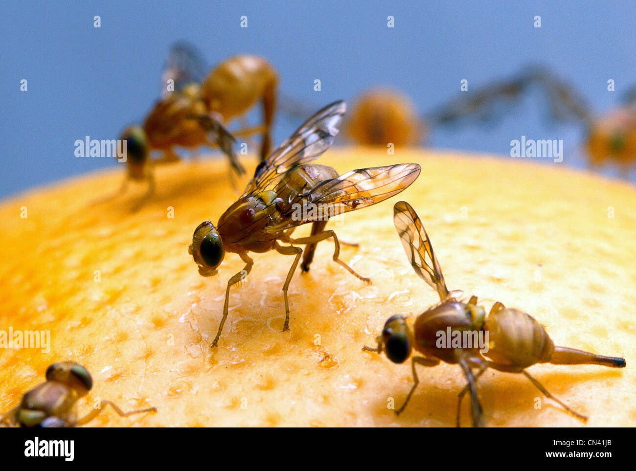 Female Mexican Fruit Fly. Stock Photo