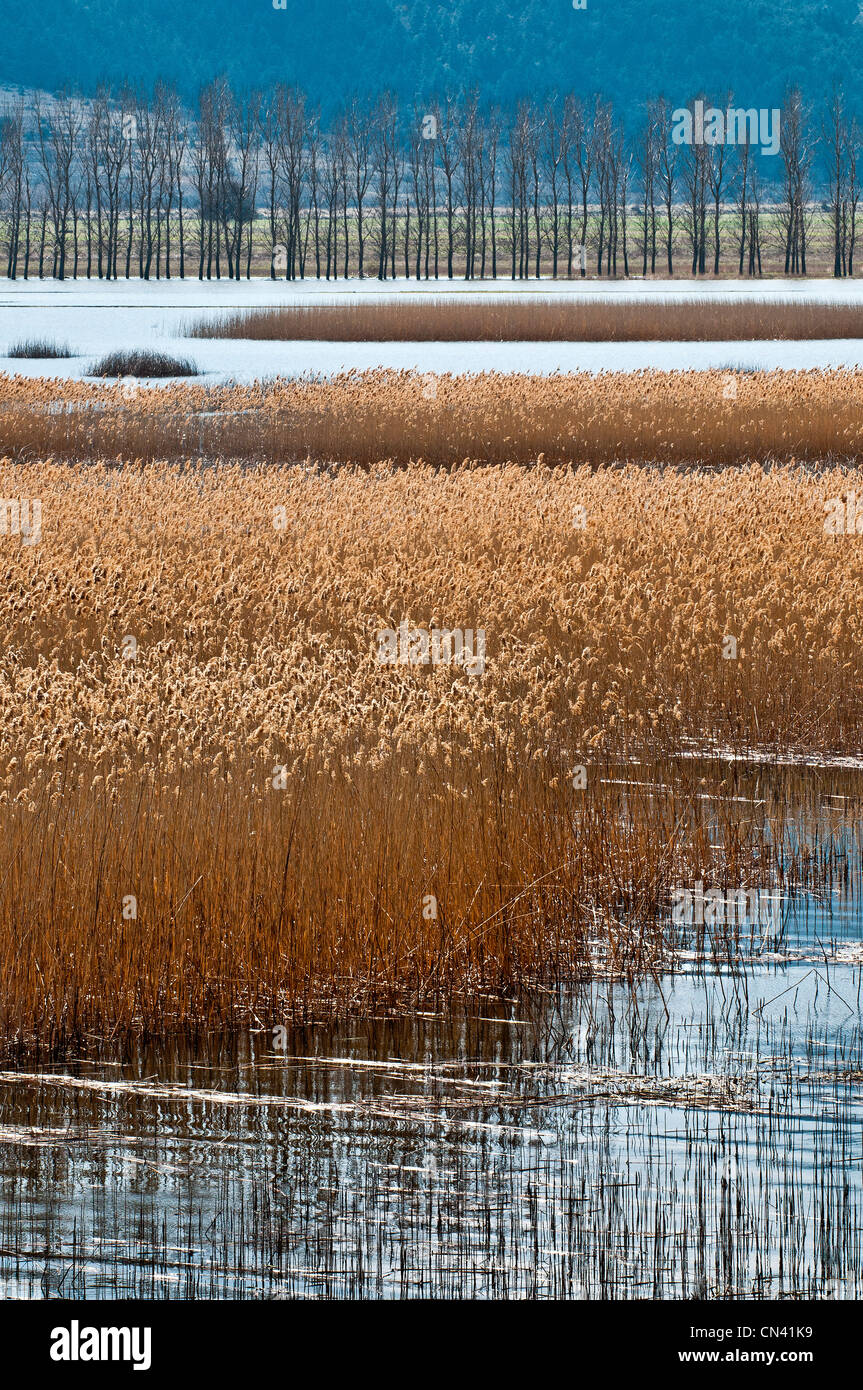 Reed beds on the Stymphalian Lake in southern Korinthia, Peloponnese, Greece. Stock Photo