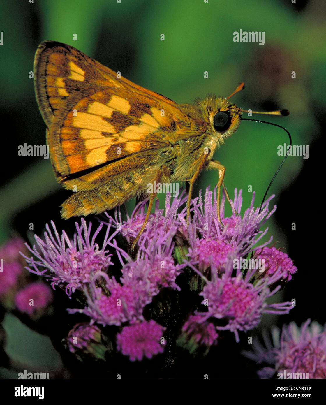 Peck's Skipper Butterfly on Mistflower Stock Photo