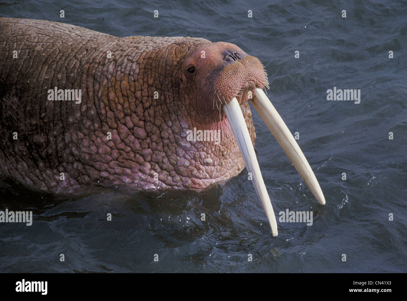 Walrus on Togiak National Wildlife Refuge Stock Photo Alamy