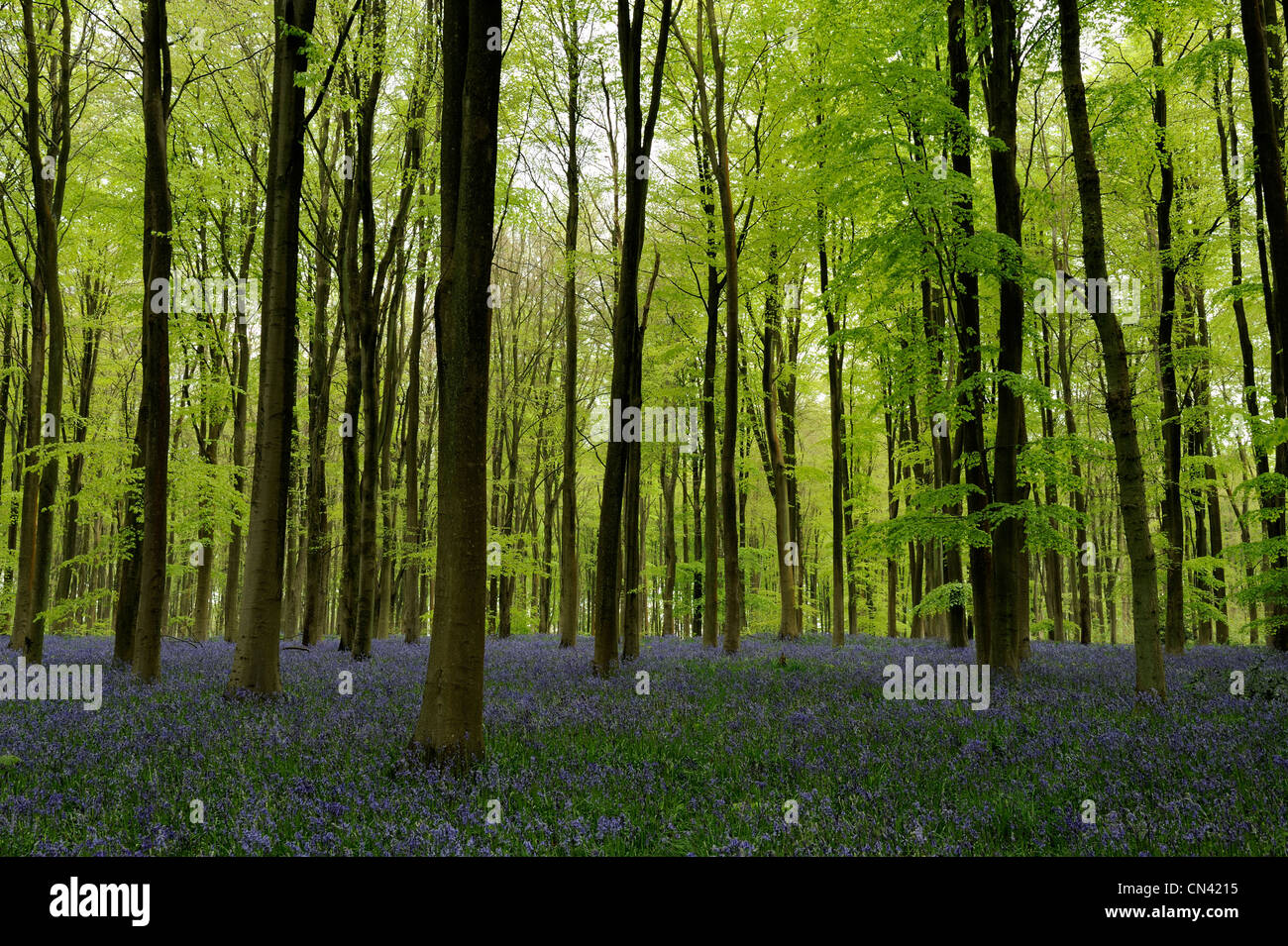 A densely carpeted Bluebell Wood in Wiltshire. Stock Photo