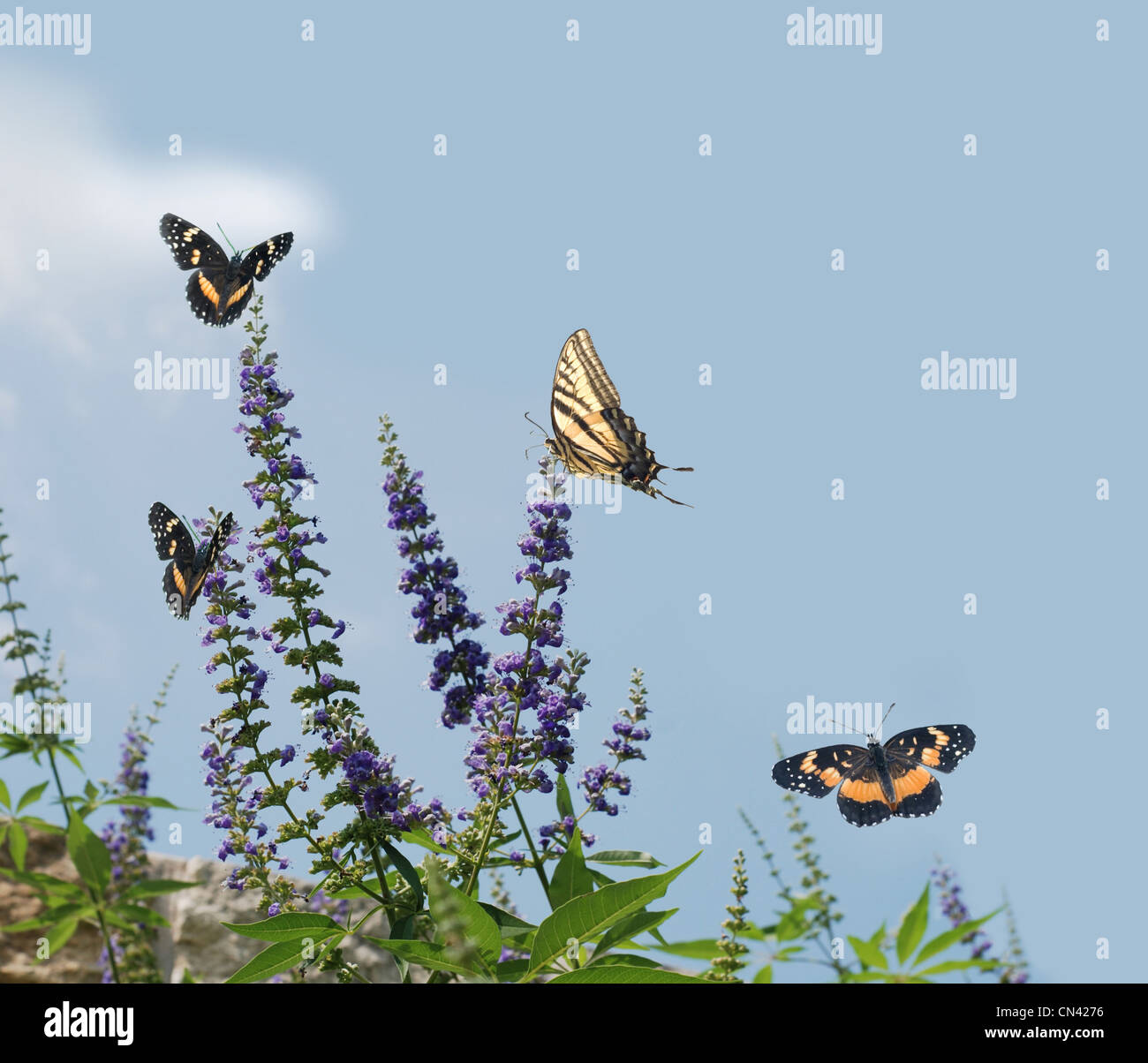 Butterflies Feeding Stock Photo