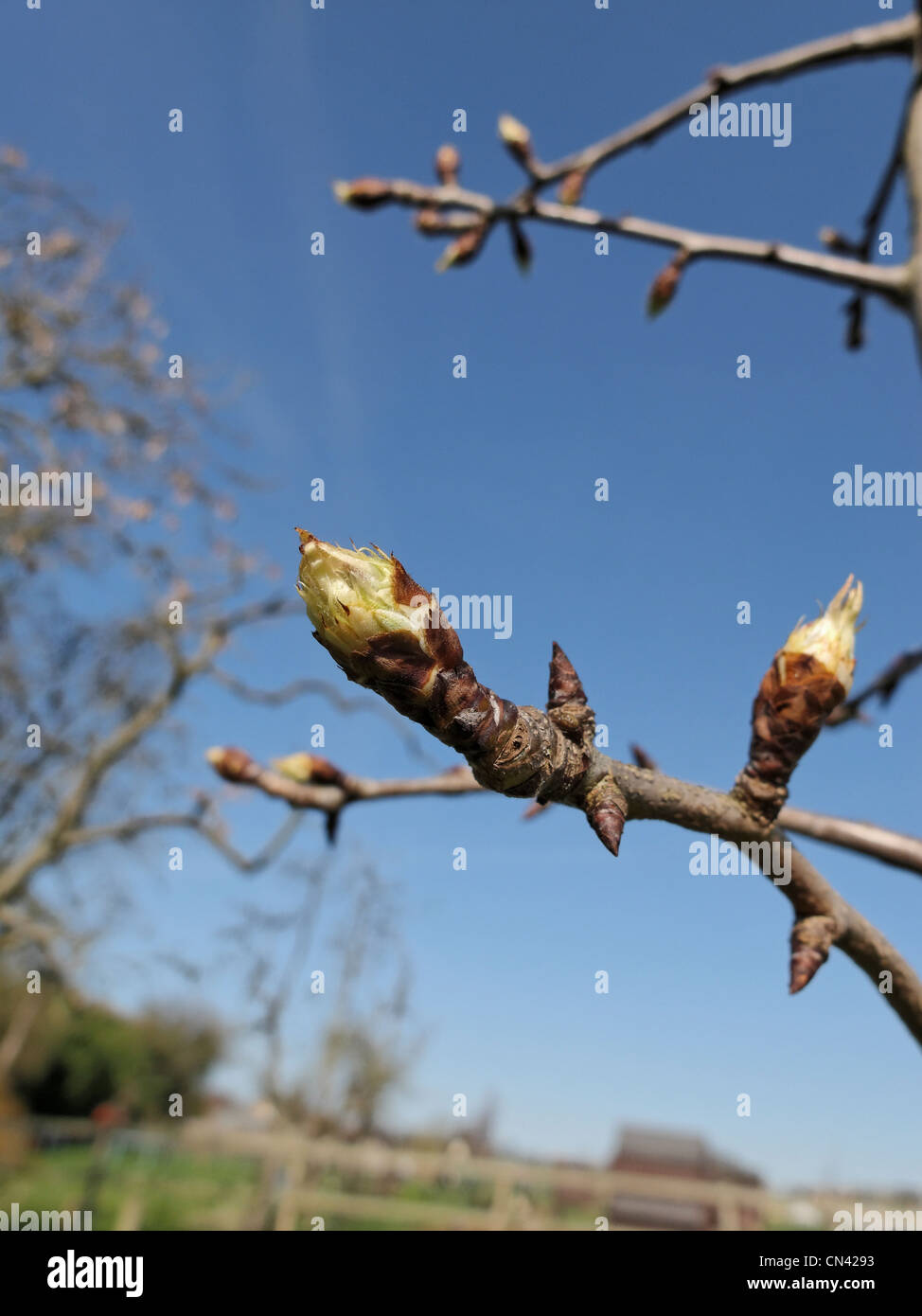 Buds forming on a 'Buerre Hardy' pear tree in mid-March. Lincolnshire, England. Stock Photo