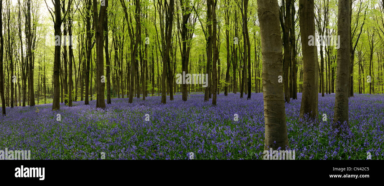Soft light breaks through the Beech trees, illuminating the carpet of Bluebells in a woodland Stock Photo