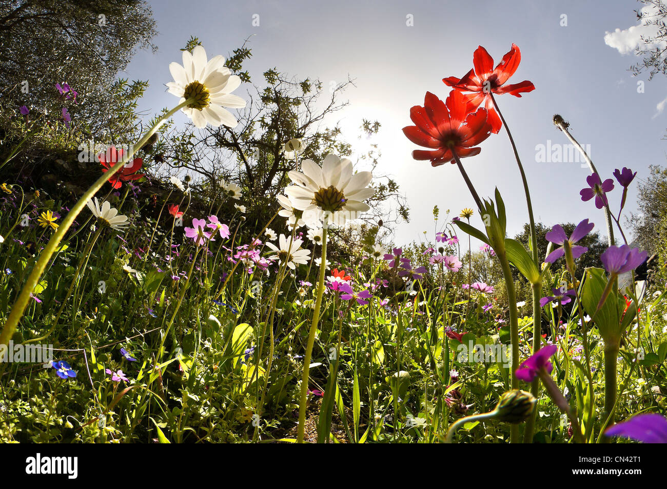 An ants eye view of Spring wild flowers in the olive groves near