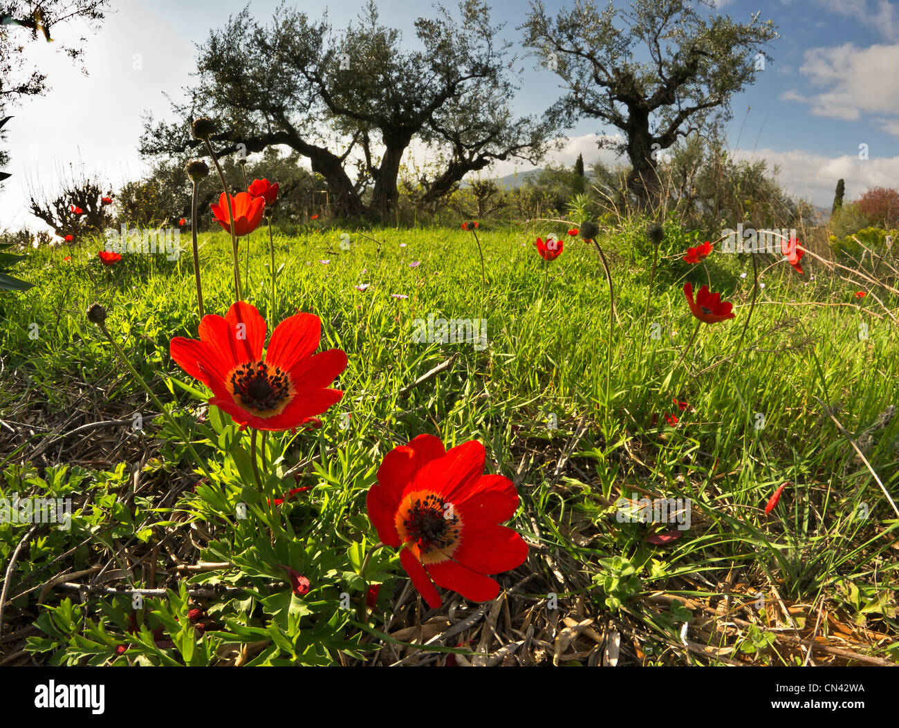 Spring wild flowers, Anemone coronaria, amongst the olive groves in the Outer Mani, Messinia, Southern Greece Stock Photo