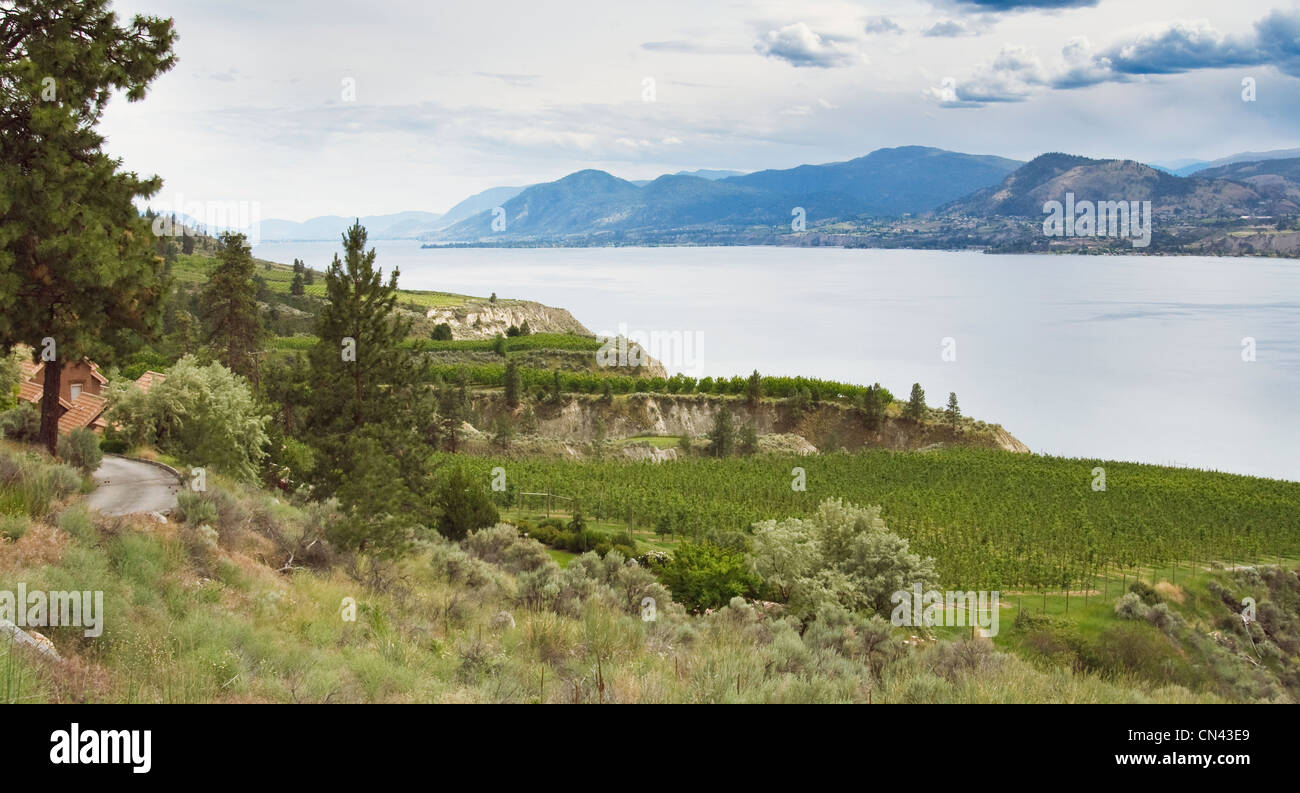 Vineyards On The Naramata Bench In The Okanagan Naramata Bc