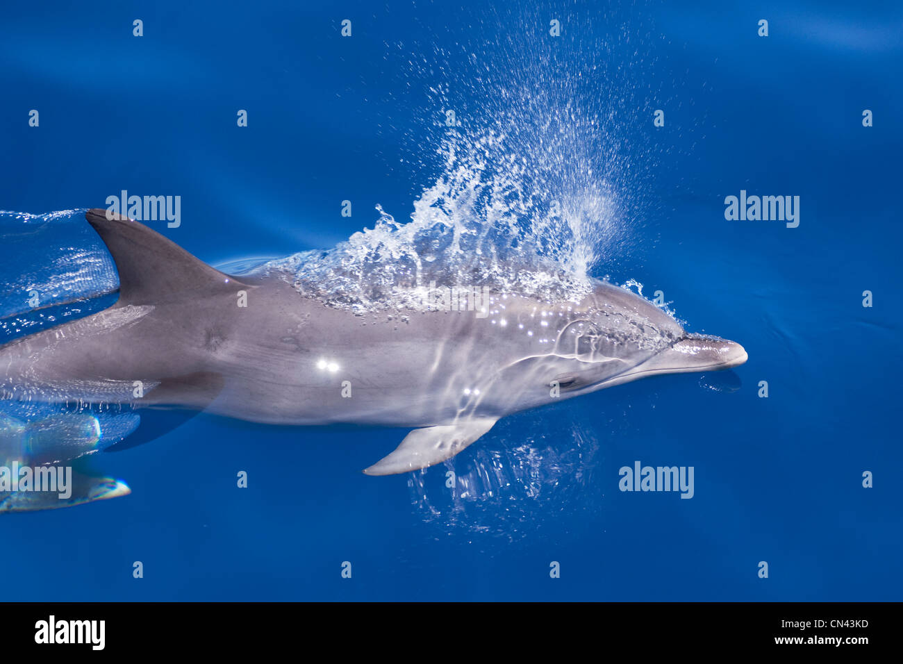 Atlantic Spotted Dolphin (Stenella frontalis) young animal surfacing on ...