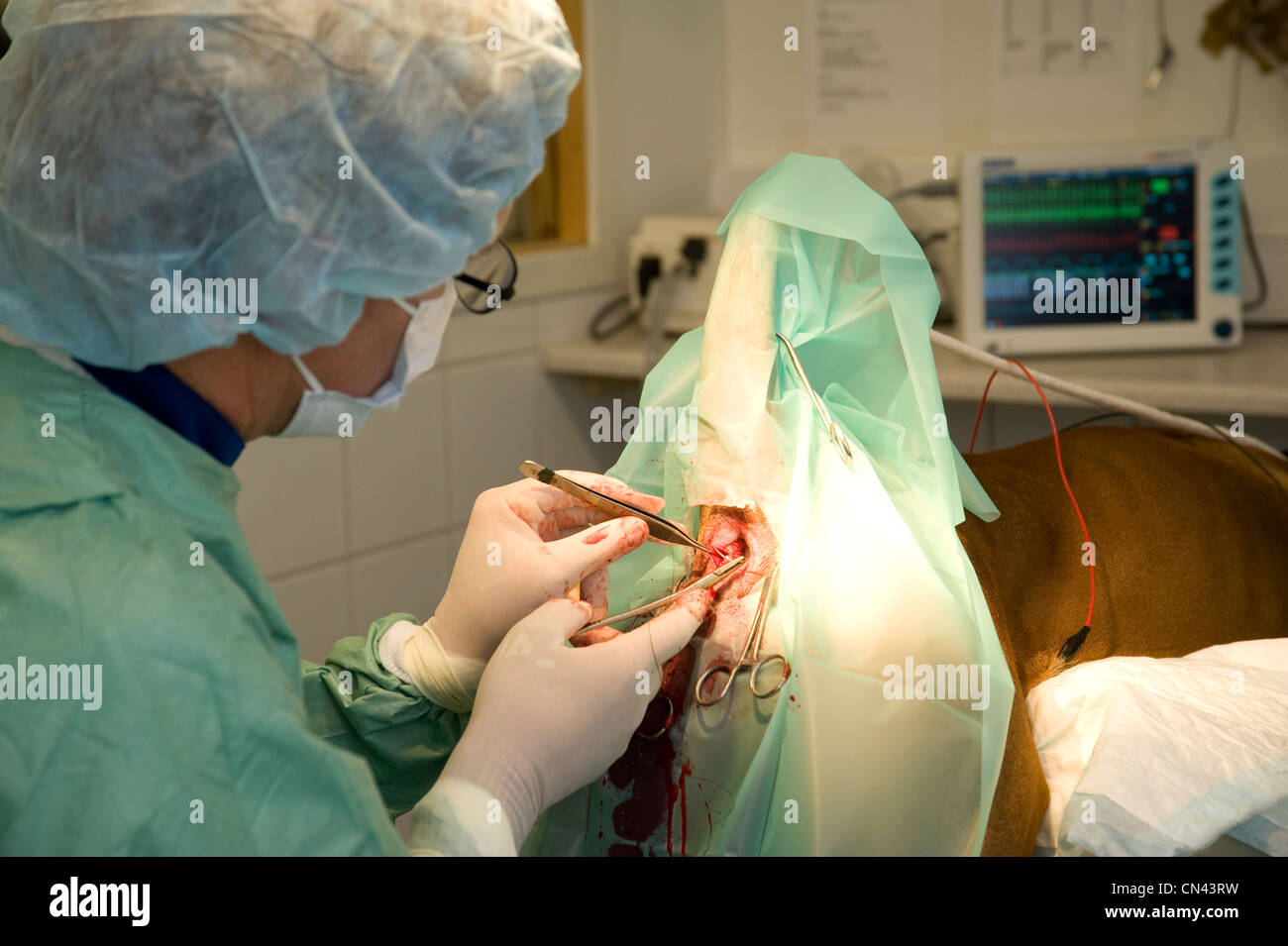 Veterinary surgery Stock Photo