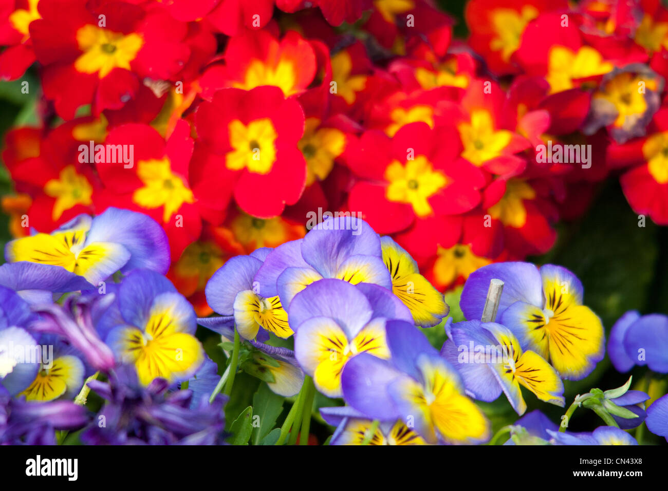 Red yellow blue color hi-res stock photography and images - Alamy