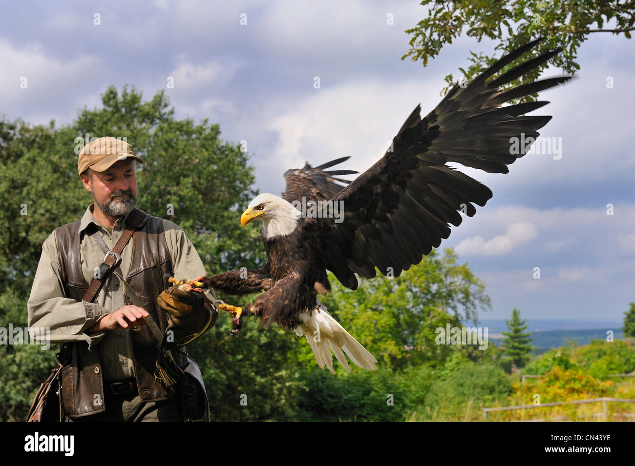 Bald eagle landing on falconers glove,wings spread. Stock Photo