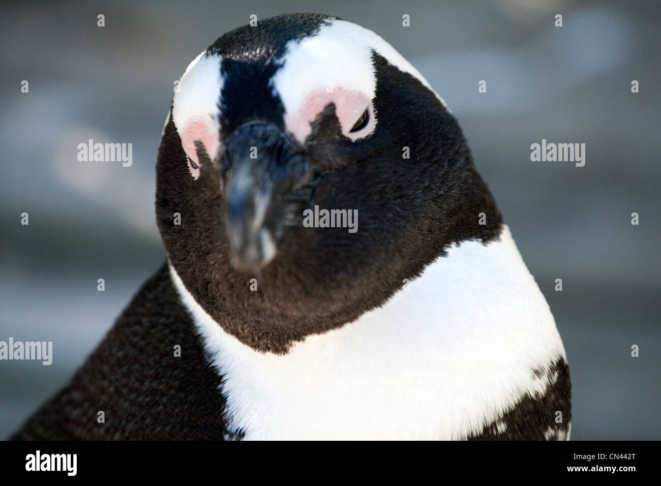 African Penguin, Spheniscus demersus, aka Cape penguin, and South African penguin, The Boulders, Simonstown, Cape Peninsula, South Africa Stock Photo