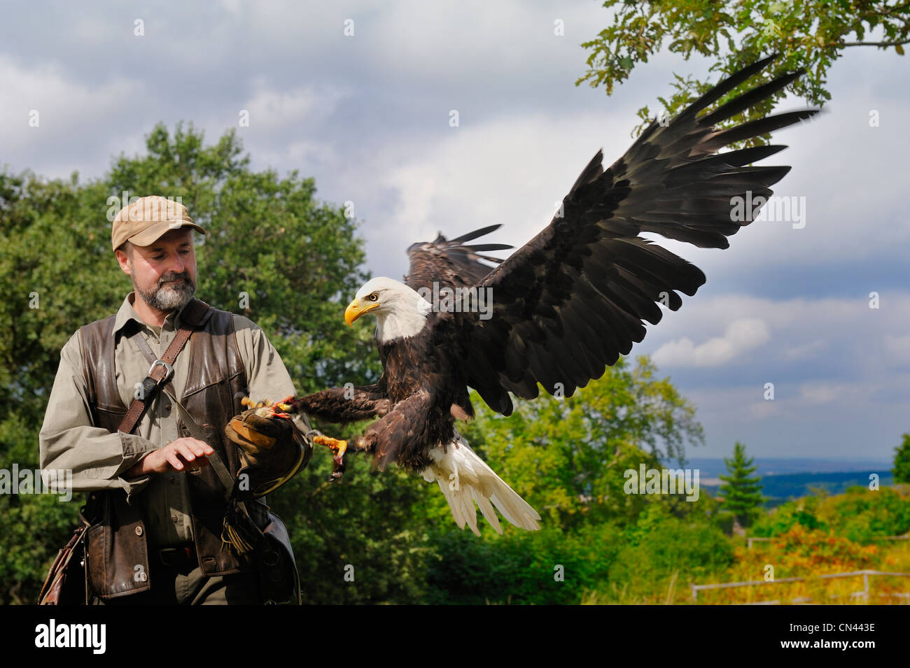 Bald eagle landing on falconers glove Stock Photo