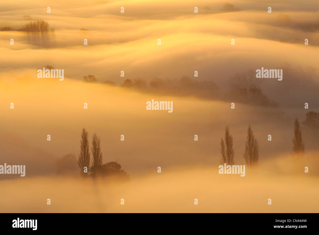 Trees floating in a sea of golden mist at sunrise on the Somerset Levels, UK. Stock Photo