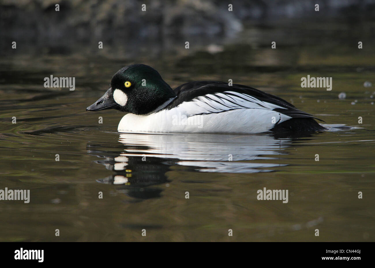 Common Goldeneye Duck (Bucephala clangula) swimming. Stock Photo