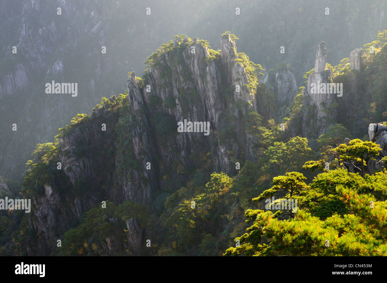 Pine trees at daybreak at Camel Back Peaks from Refreshing Terrace North Sea Huangshan Yellow Mountain Peoples Republic of China Stock Photo