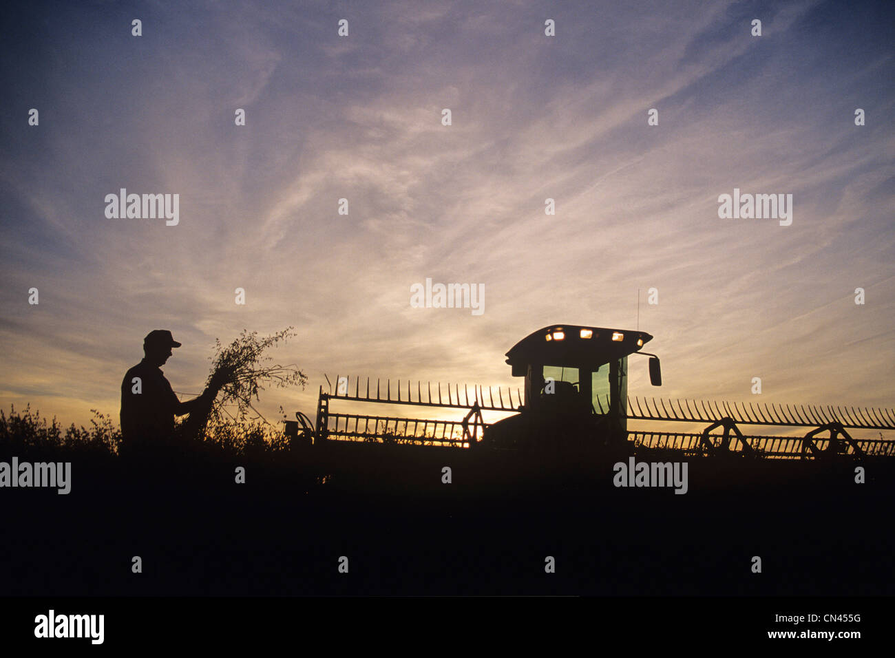 Silhouette of a Farmer Examining Oats, near Dugald, Manitoba Stock Photo