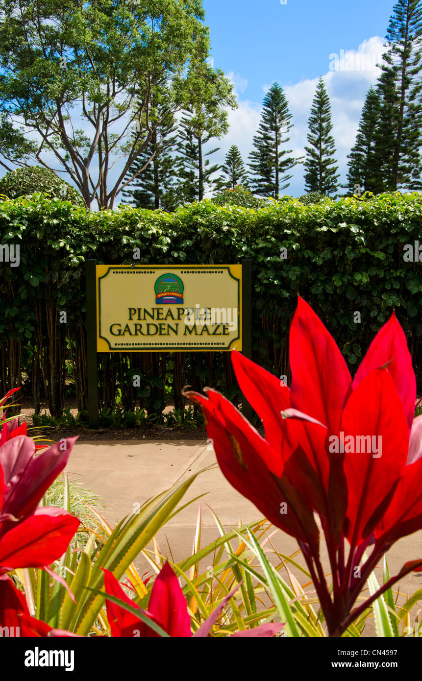 The Pineapple Garden Maze At The Dole Plantation In Wahiawa Oahu