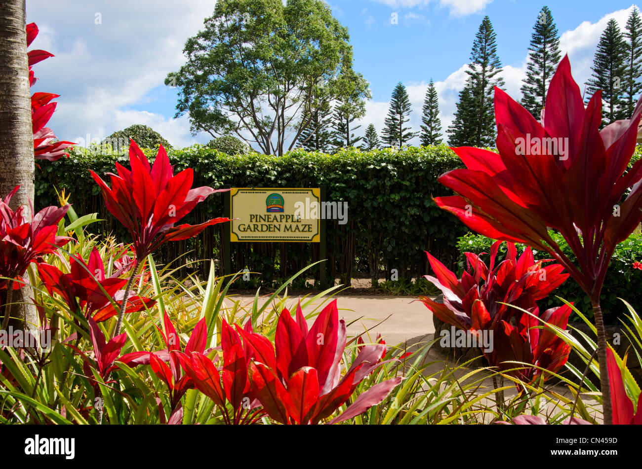 The Pineapple Garden Maze At The Dole Plantation In Wahiawa Oahu