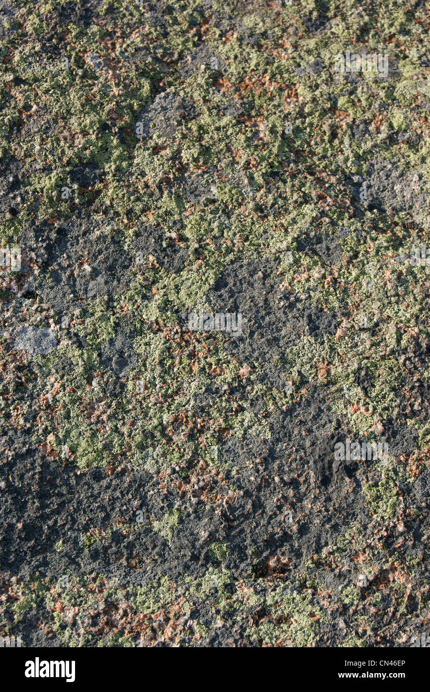 Lichens growing on granite rock, Acadia National Park, Maine. Stock Photo