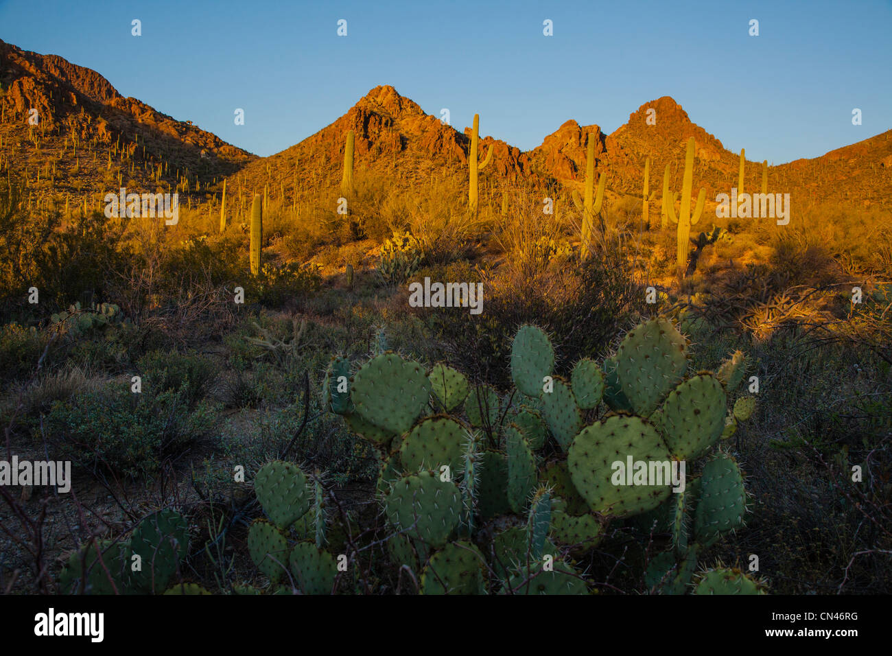 Sonoran desert landscape at sunset with views of saguaro cactus with ...