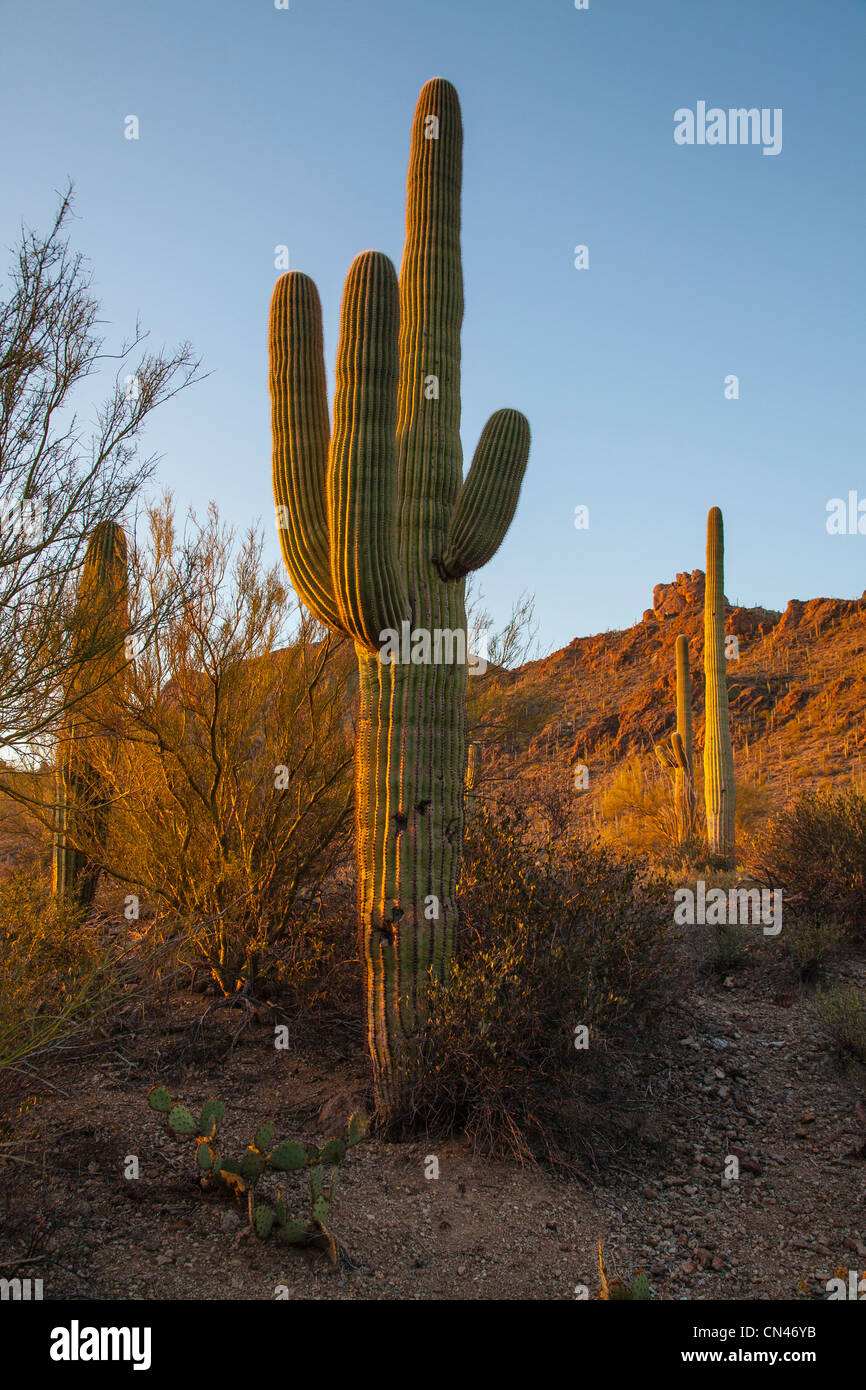 Tall cactus plants sonoran desert hi-res stock photography and images ...