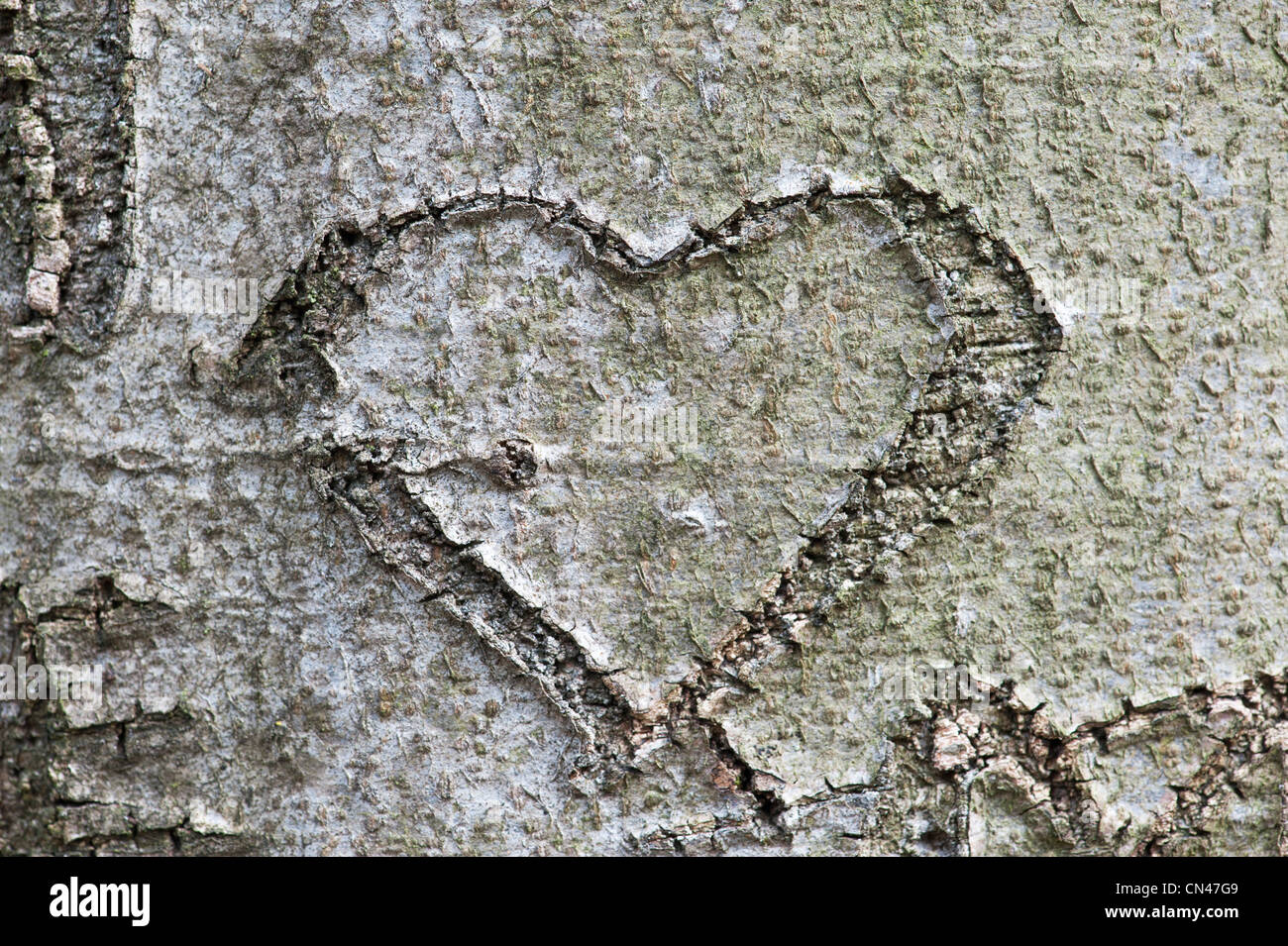 Love heart carved into tree trunk Stock Photo
