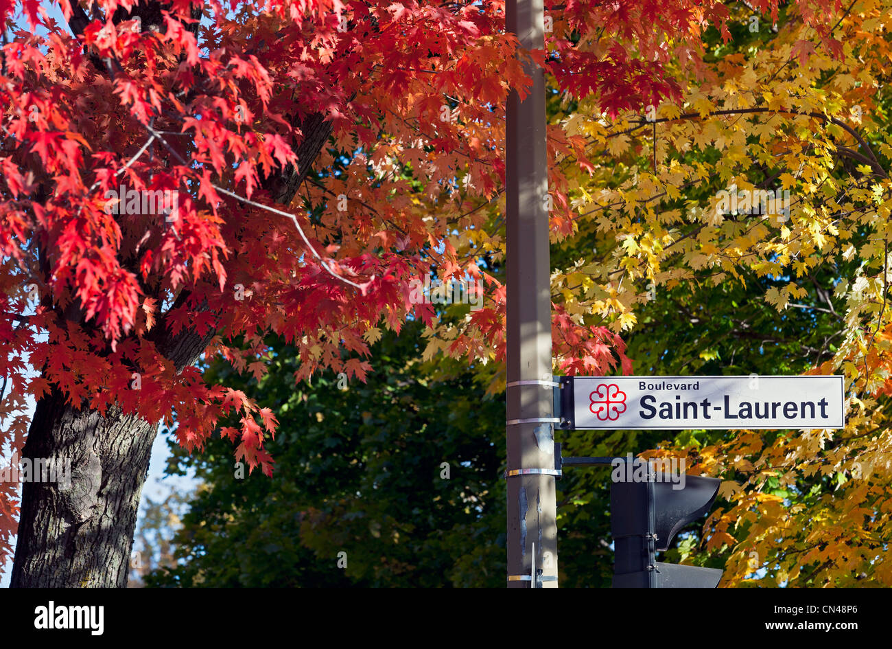 Canada, Quebec Province, Montreal, Boulevard Saint Laurent, Autumn foliage Stock Photo