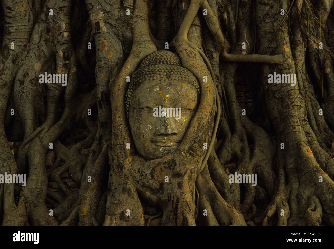 Stone Buddha head embedded in tree, Ayutthaya temple complex, Thailand Stock Photo
