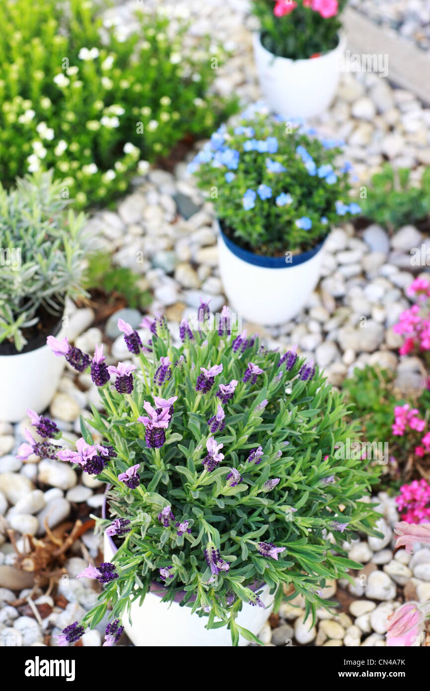 Small rock garden constructed with rocks and alpine plants Stock Photo