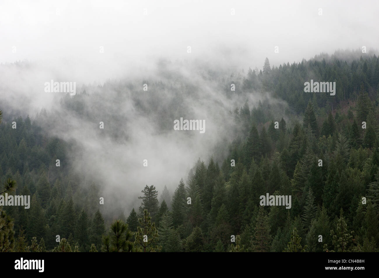 Clouds hovering over forest, Dunsmuir, California, USA Stock Photo Alamy