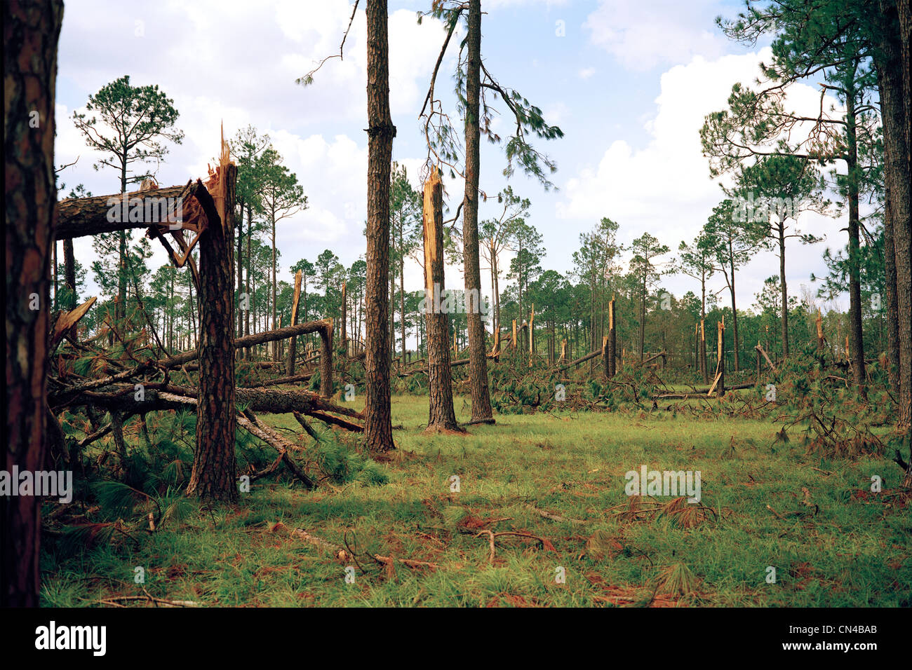 Forest blown over by Hurricane Katrina, Woodville, USA Stock Photo