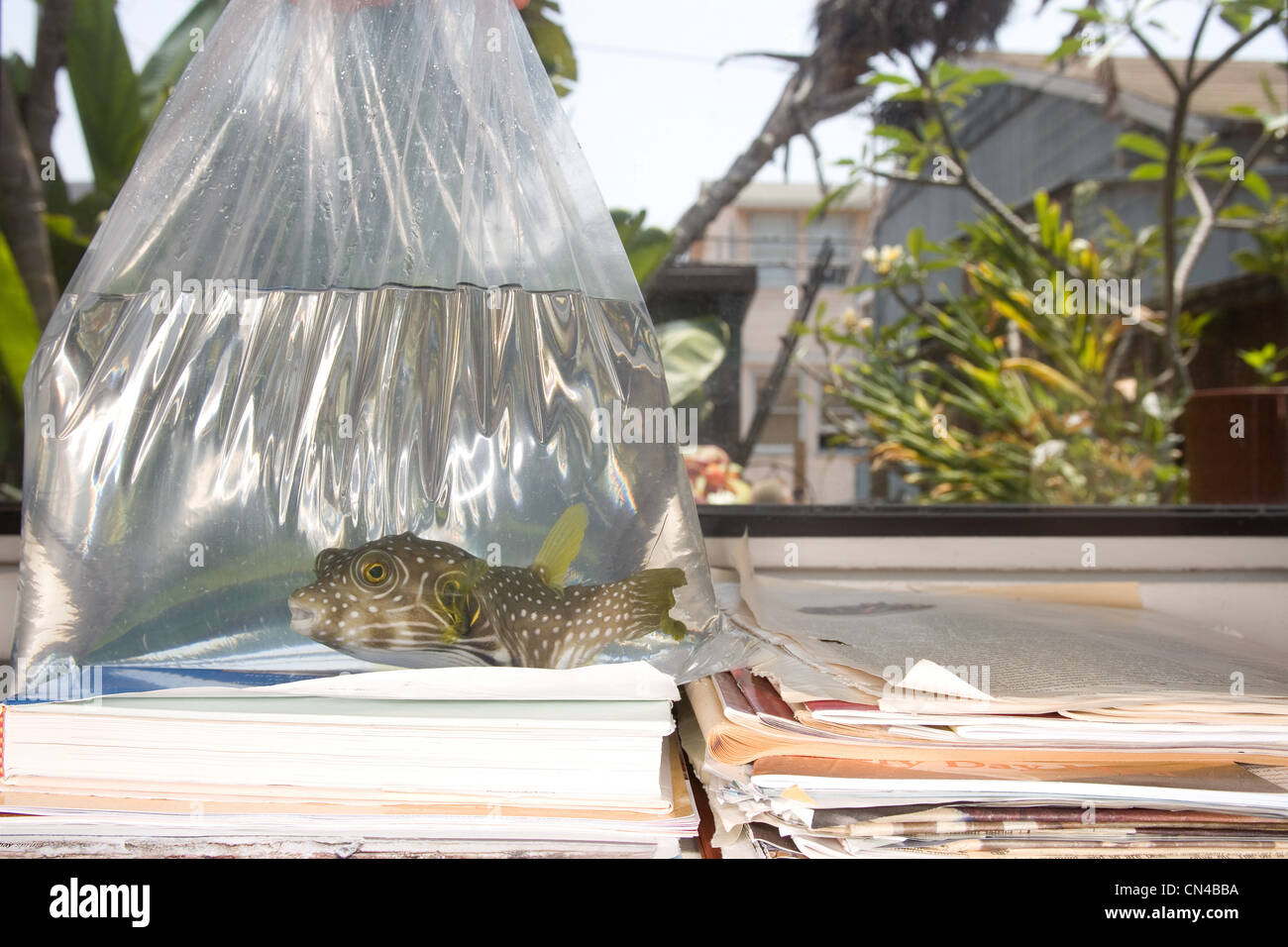 Plastic bag animal hires stock photography and images Alamy