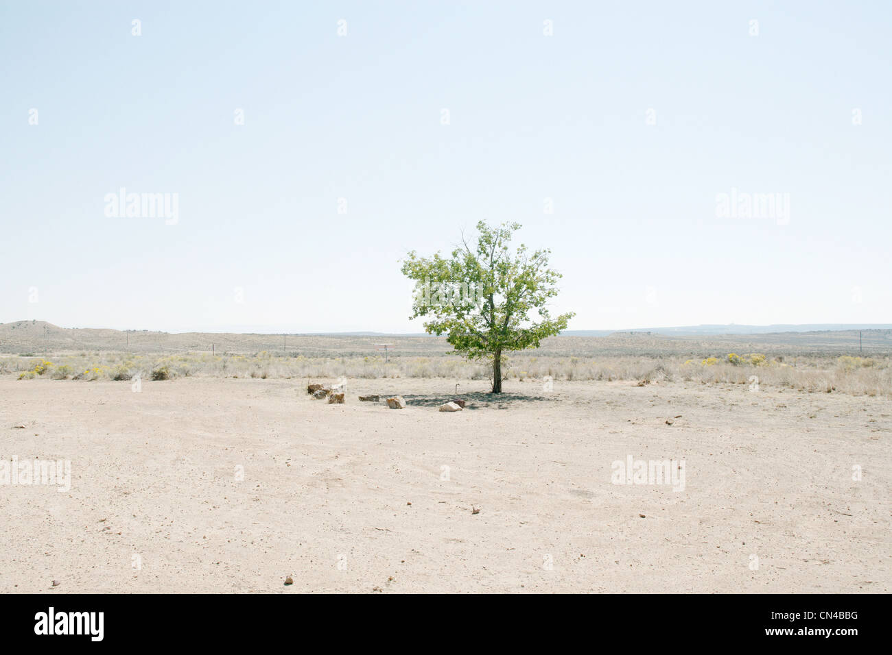 Lone tree in desert landscape Stock Photo