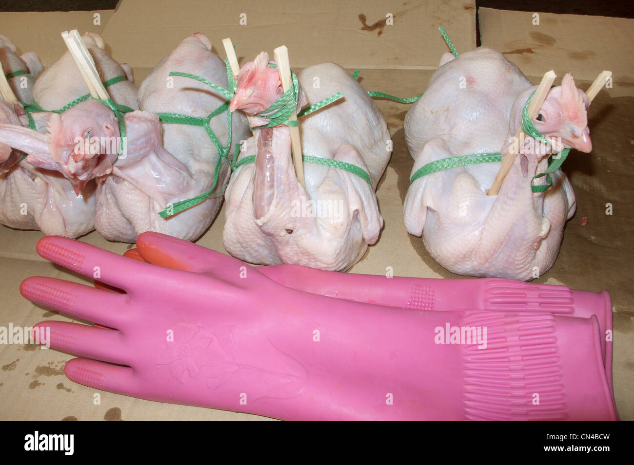 Four plucked chickens and pink rubber gloves Stock Photo