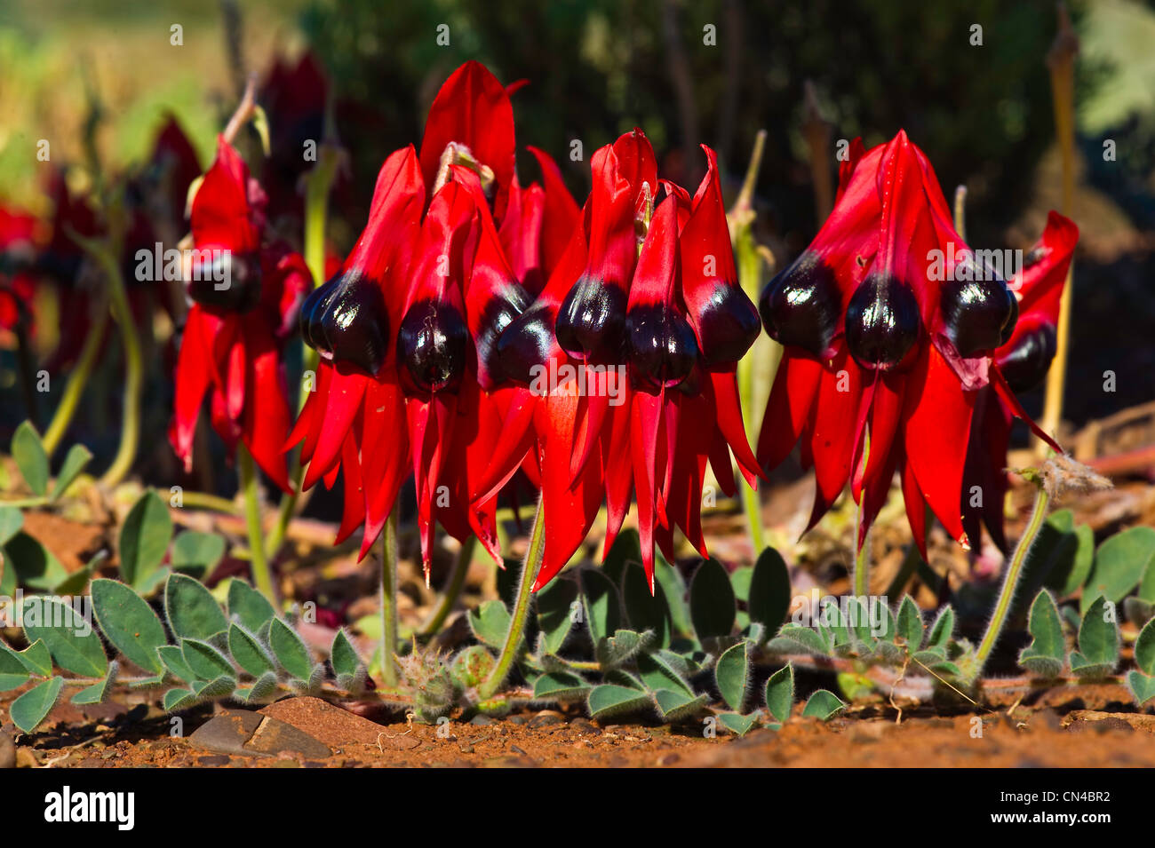 Australia, South Australia, Parachilna area, Sturt's desert pea, Swainsona formosa, the state flower of South Australia, Stock Photo