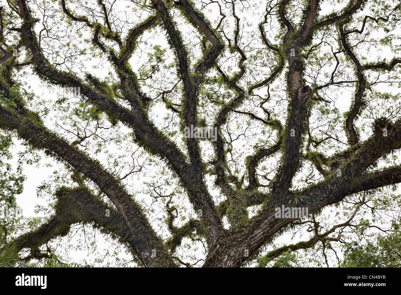 Branches of tropical tree covered with fern, Luang Prabang, Laos Stock Photo