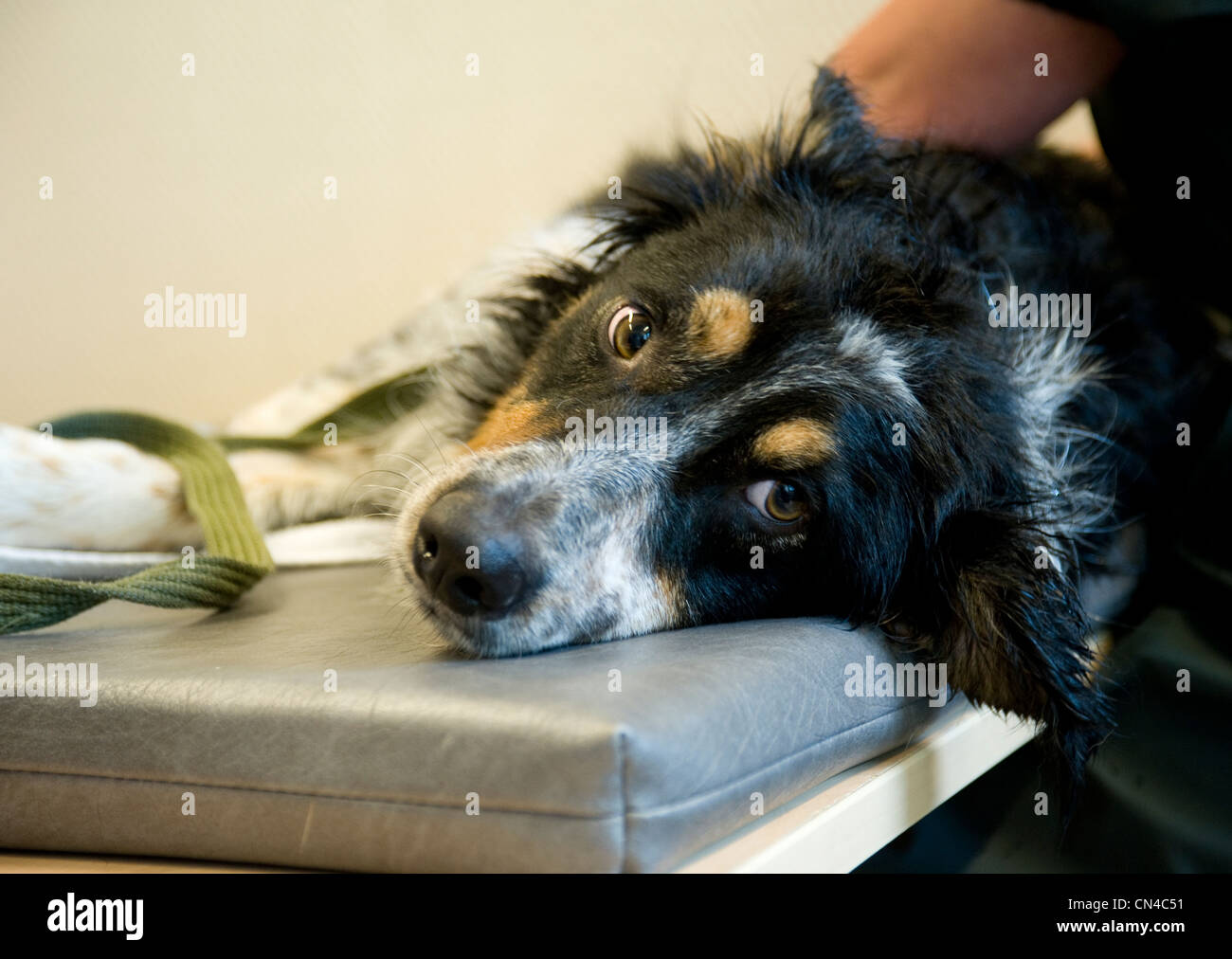 Dog being massaged Stock Photo Alamy