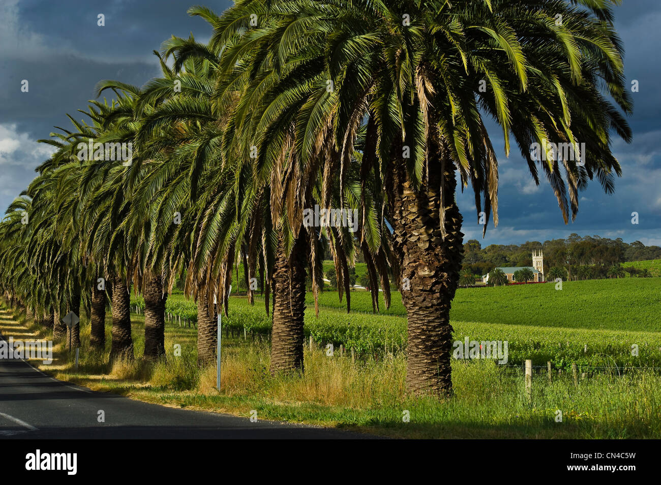 Australia, South Australia, Barossa Valley, the famous Seppeltsfield road surrounded by vineyard and palm trees is passing by Stock Photo