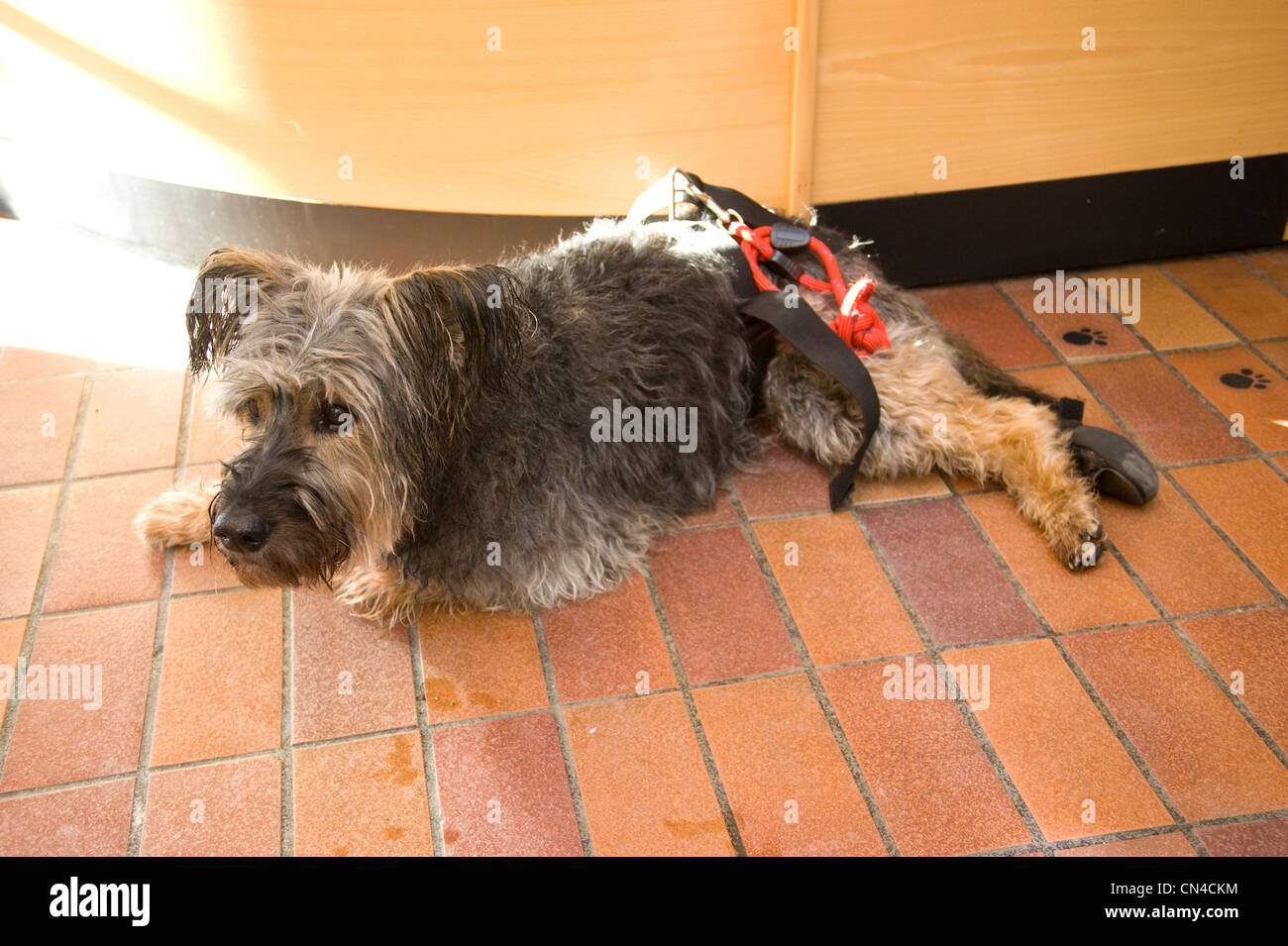 Paralyzed back legs hires stock photography and images Alamy