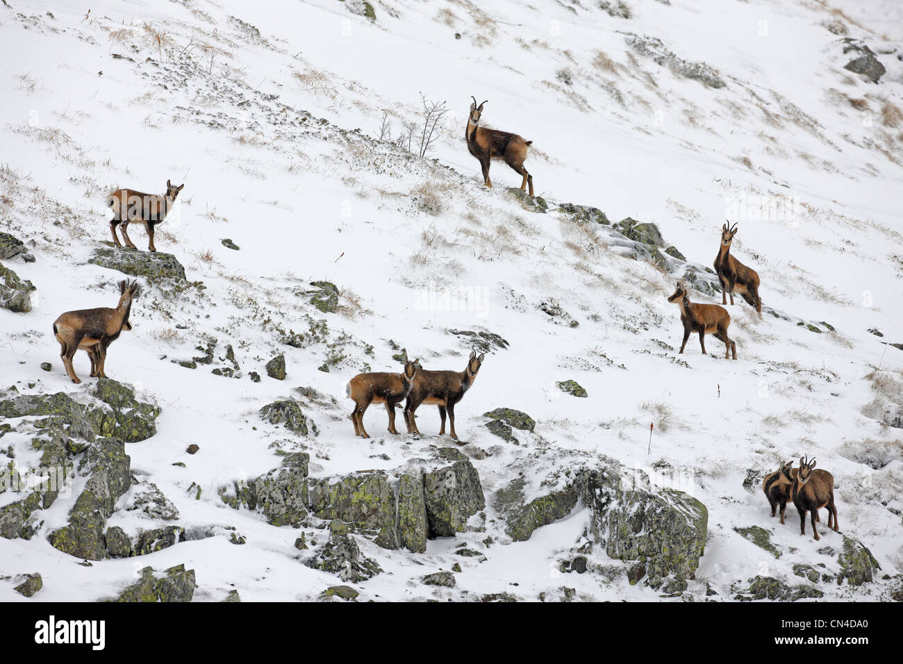 France, Parc National des Pyrenees (National Park of Pyrenees), chamois (Rupicapra pyrenaica) Stock Photo