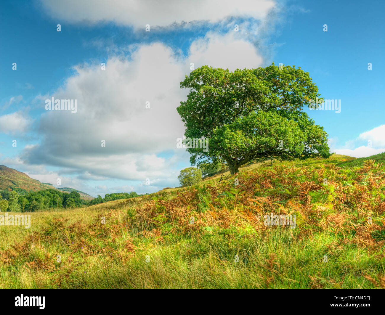 Tree standing in field under blue sky Stock Photo - Alamy