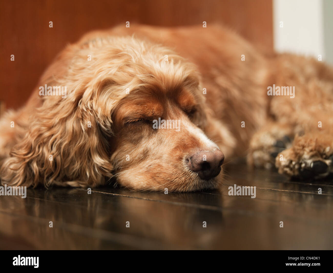 Dog lying on his side hires stock photography and images Alamy
